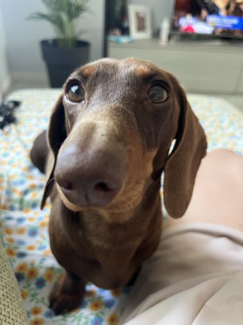 Cucciolo bassotto tedesco nano - Foto 8
