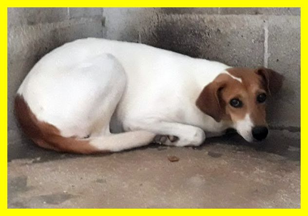 SENNA, TERRORIZZATA, SOLA IN CANILE CERCA CASA - Foto 2