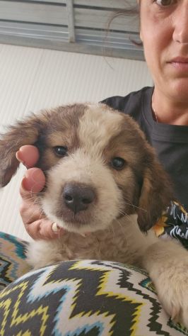 Roland: 3 mesi taglia contenuta - Foto 3
