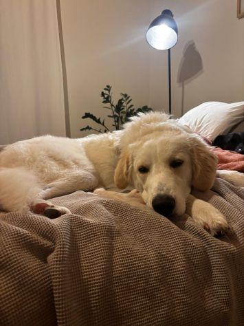 Paula: 1 anno, taglia grande, socievole - Foto 3
