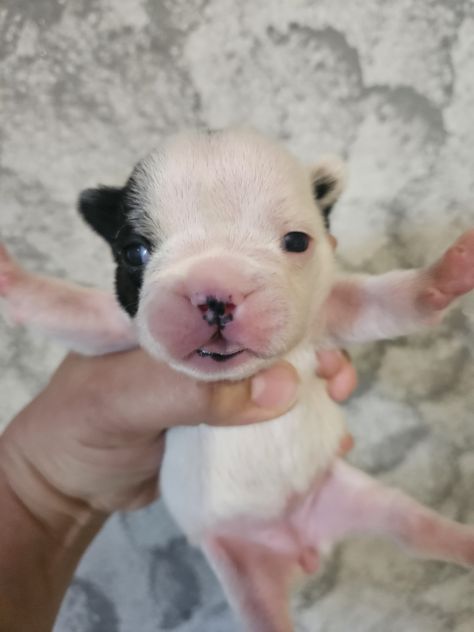 Bulldog francese femmina - Foto 2
