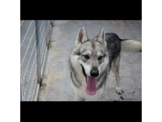 ZEUS LUPO CECOSLOVACCO CERCA SALVEZZA Cane in adozione