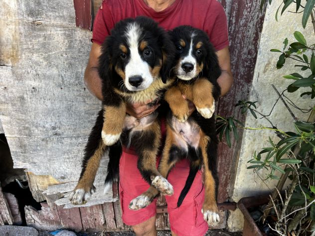 Cuccioli maschietti di Bovaro del Bernese - Foto 4