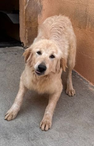 GOLDIE 5 ANNI simil Golden Retriever - Foto 2