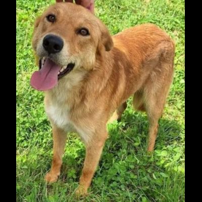 FABER TENERO E AFFETTUOSO CAGNOLINO IN ADOZIONE - Foto 7