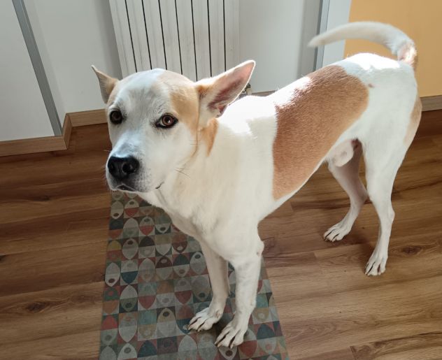 Meeko, dal divano al canile - Foto 2