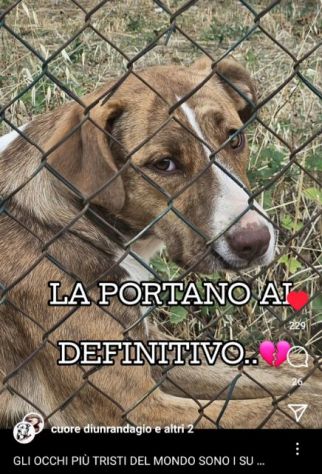 LO SGUARDO DI MACCHIA, GIOVANE CAGNOLINA IN ADOZIONE - Foto 6