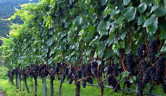 Fare VINO in OLTREPO - Foto 5