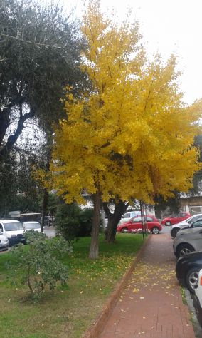 Diano Marina (IM) Legna di ulivo tagliata per stufe,caminetti,forni a legna . - Foto 4