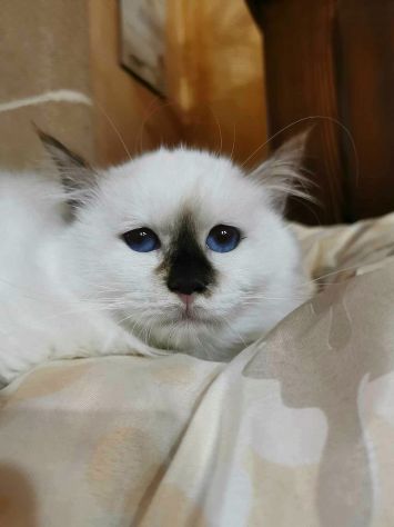 Animali - Foto 3