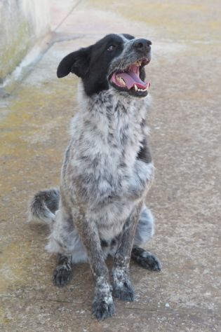 Tanju un cane spettacolare da adottare - Foto 2