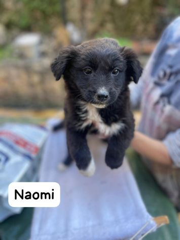 Naomi cucciola - Foto 2