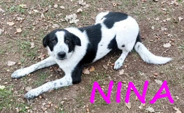 NINA e STELLA 1anno dolcissime - URGENTI! - Foto 2