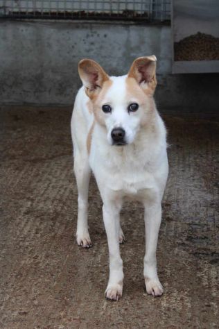 GIOIA 9 ANNI 16 KG CIRCA DIVENTATA CIECA IN CANILE - Foto 4