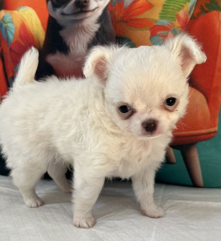 Chihuahua mini toy