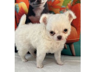 Chihuahua mini toy