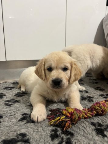 Cucciola di Golden Retriever color crema Kate - Foto 4