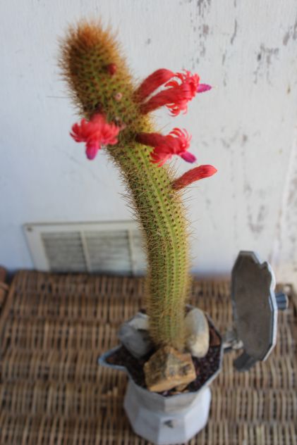 Moka Cactus – Hildewintera Aureispina – Piante Grasse - Foto 2