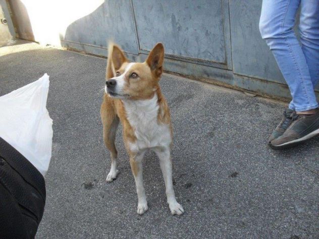 GIACOMINO, dolce cagnolino in pericolo - Foto 7
