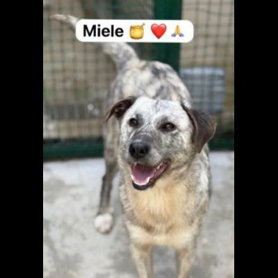 MIELE E MILO MIRACOLI D' AMORE CUCCIOLI IN ADOZIONE - Foto 3