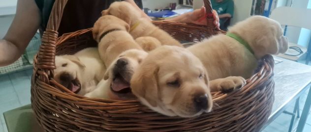 🐾 Iconici Cuccioli: L'eccellenza del Labrador Retriever in una zampa 🐾 - Foto 9