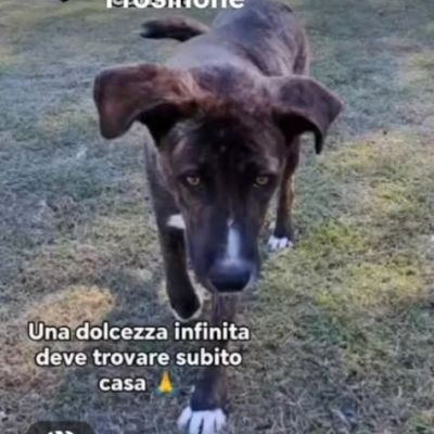 LA DOLCEZZA DI GIULIO, CANE IN ADOZIONE - Foto 5