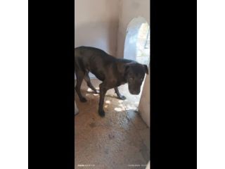 MOSE' ha appena un anno, 12 chili, cerca casa. Cagnolino in adozione.