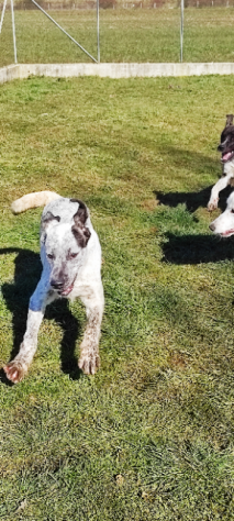 CUCCIOLO IN ADOZIONE - Foto 7