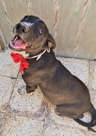 SALVIAMO BRUNELLA DAL CANILE! - Foto 2