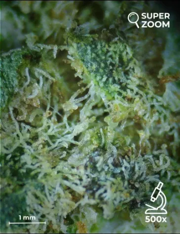 Zkittlez - Foto 4