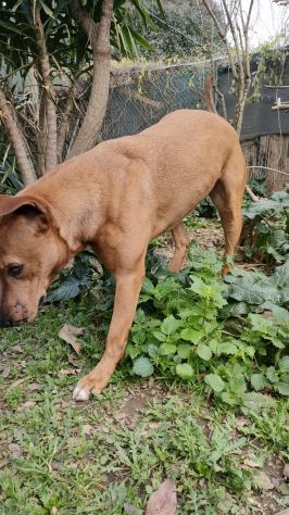 Ciro mix Pitbull 6anni e 1/2 aspetta da sempre 1casa. LIVORNO - Foto 2