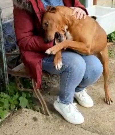 Ciro mix Pitbull 6anni e 1/2 aspetta da sempre 1casa. LIVORNO - Foto 8