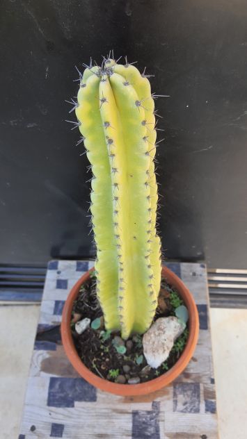 Cactus Piante Grasse Bonsai - Cereus Peruvianus - Foto 4