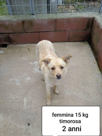 CANI IN ADOZIONE URGE AIUTARLI - Foto 8