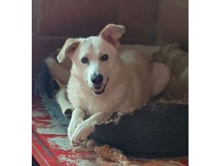 Oliver taglia grande, va d’accordo con cani e gatti
