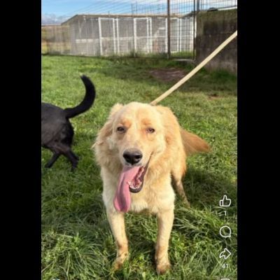 TIMON DOLCISSIMO simil Golden retriever cane in adozione - Foto 4