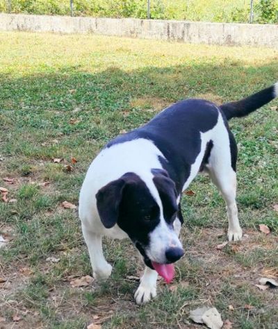CANE IN ADOZIONE: MARILU', taglia media - Foto 6