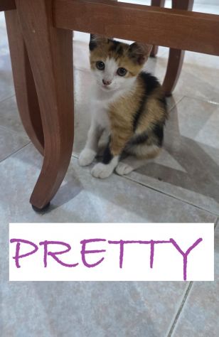GATTINI DI 2 MESI