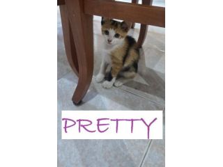 GATTINI DI 2 MESI