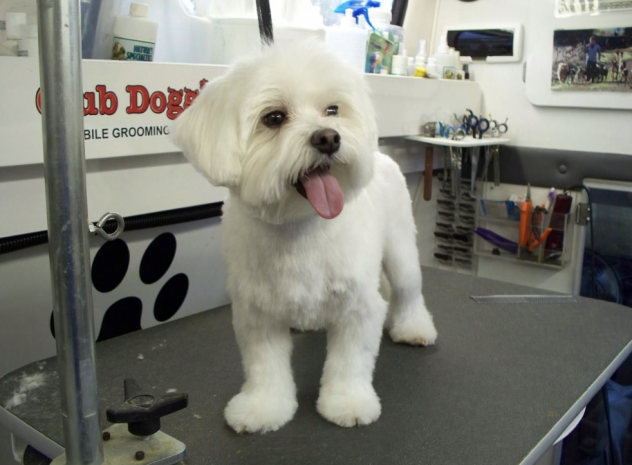 maltese cuccioli toy