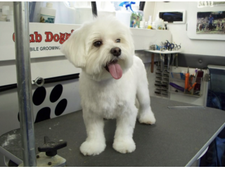 maltese cuccioli toy