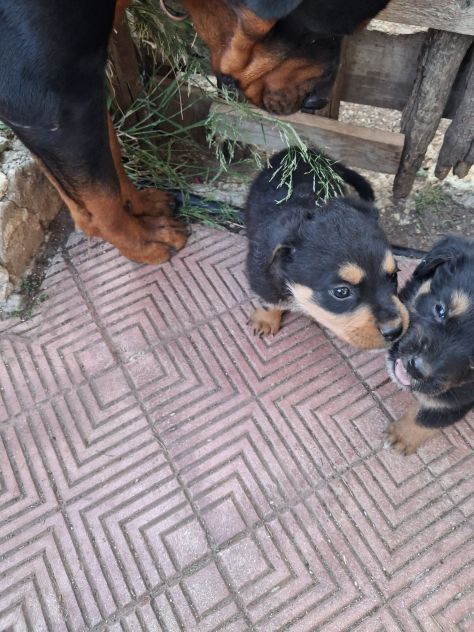 Cuccioli rottweiler incrocio pastore siciliano - Foto 2