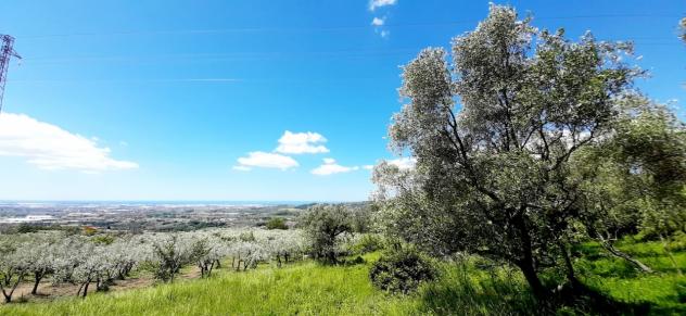 Uliveto in vendita a Montecorvino Rovella - Foto 12