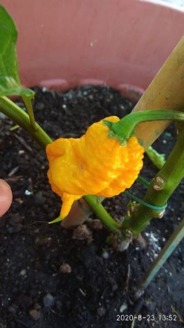 Semi Carolina Reaper, 7 Pot,Habanero, Diavolicchio