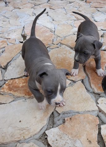 Cuccioli Amstaff Blu con pedigree in Puglia Bari Lecce Taranto Foggia - Foto 6