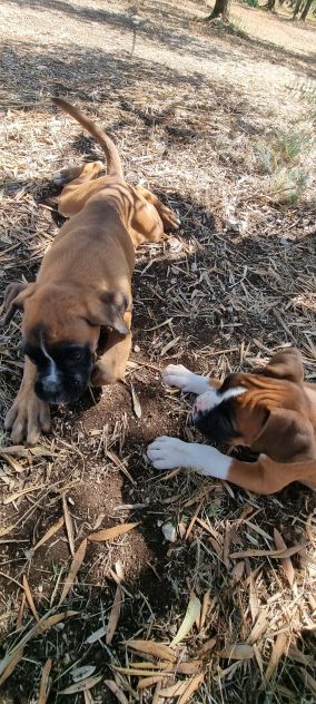 Cuccioli Boxer Bari Taranto Foggia Lecce Brindisi con pedigree - Foto 5