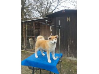 Cucciola di Akita Inu femmina con pedigree ENCI