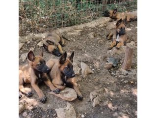 Cuccioli Pastore Belga Malinois con pedigree ENCI in Tutta Italia.