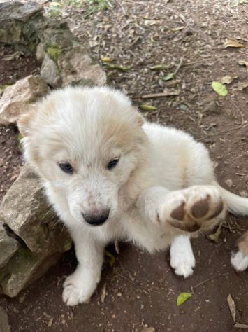 Momo cucciolo - Foto 4