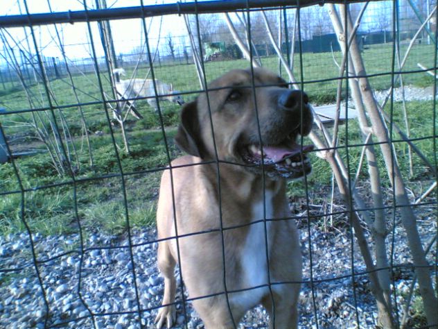 AMBROGINO, adorabile cagnolino - Foto 3